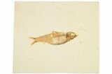 Detailed Fossil Fish (Knightia) - Wyoming #186485-1